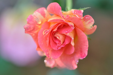 pink rose with dew