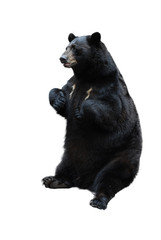 Fototapeta premium black bear isolated on white