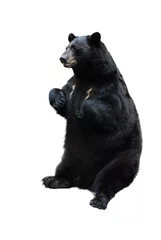 Foto op Plexiglas black bear isolated on white © Denis Tabler