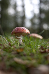 amanita tue-mouches