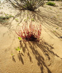 The sand