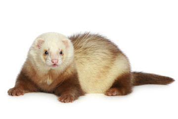 Ferret (polecat) on a white background