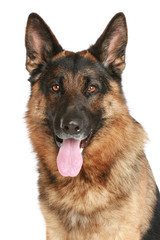 German Shepherd dog closeup portrait on a white background