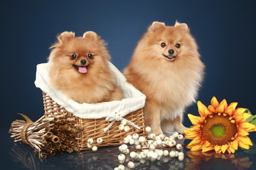 Spitz funny puppies with basket