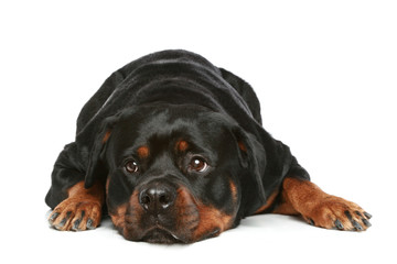 Fototapeta premium Rottweiler lying on a white background