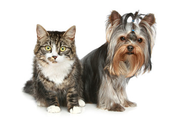 Striped kitten and yorkshire terrier