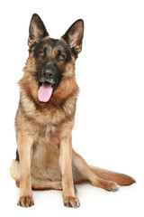 German Shepherd dog sitting on a white background