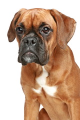 German boxer close-up portrait