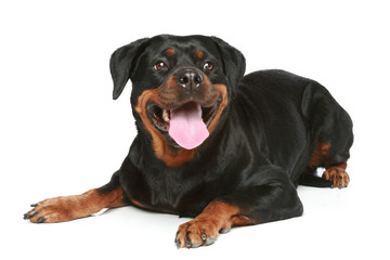 Obraz premium Rottweiler lies on a white background