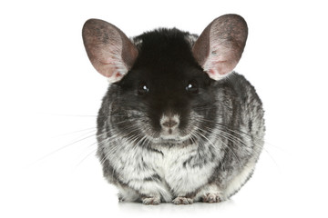 Grey chinchilla on a white background