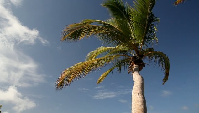 Palms crones on sky scape