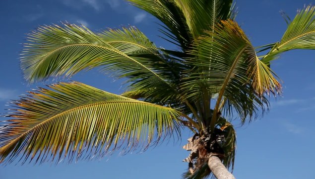 palms crones on skyscape