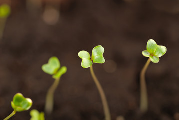 Seedlings close up