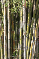 Bamboo tree, Species of bamboo clump trees.