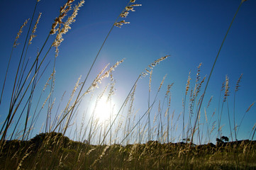 Coastal reeds glowing in afternoon sunlight