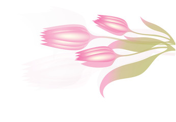 Fototapeta na wymiar Flower romantic background Tulip
