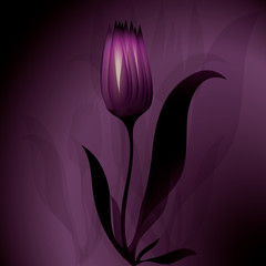 Flower mysterious background Tulip - 29630229