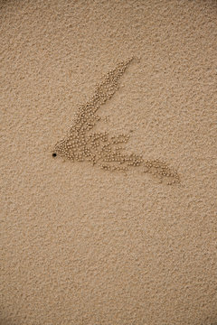 background  sand crabs