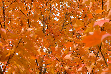 Full Frame Bunch Orange Autumn Maple Leaves Tree