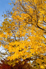 Bunch Yellow Autumn Maple Leaves Tree