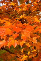Full Frame Bunch Orange Autumn Maple Leaves Tree