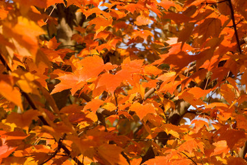 Full Frame Bunch Orange Autumn Maple Leaves Tree