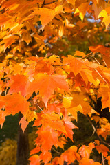 Full Frame Bunch Orange Autumn Maple Leaves Tree