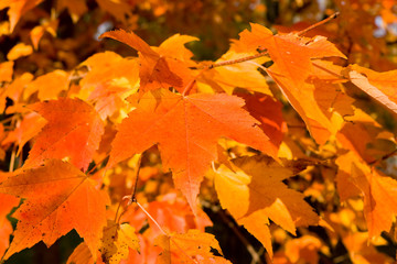 Full Frame Bunch Orange Autumn Maple Leaves Tree