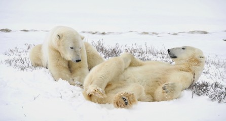Fototapeta na wymiar Dwa Nied¼wiedzie polarne mają odpoczynku.