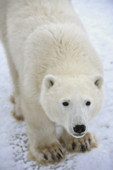 Fototapeta na wymiar Portret nied¼wiedzia polarnego