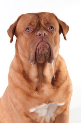 Dribbling dog of Dogue De Bordeaux Breed isolated on white
