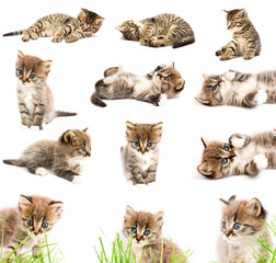 A set of funny cats - 29632427