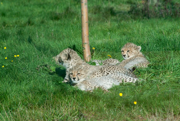 Four cheetah (A. Jubatus) cubs rest in the grass