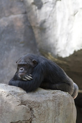 Fototapeta na wymiar Szympans