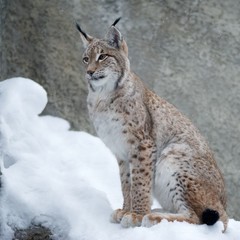 животные/дикая природа