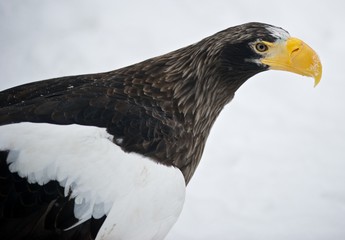 флора и фауна