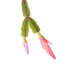 Easter cactus