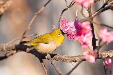 蜜を吸うメジロのクローズアップ © Takahashi Yuji