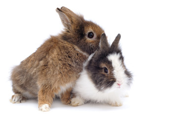 Pair of rabbits
