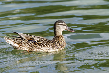 Canard colvert femelle sur l'eau