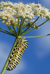 Chenille du papillon Machaon sur une tige d'ombellifère