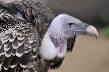 Portrait d'un vautour fauve