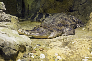 Gavial crocodile