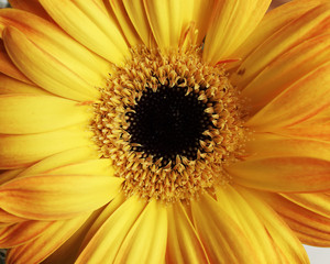 yellow Gerber daisy closeup, natural background