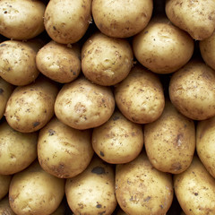 raw potatoes, natural background