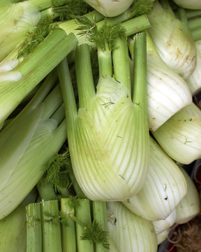 fennel closeup, natural background