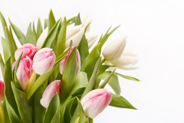 beautiful tulips