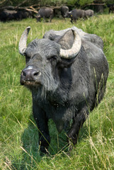 Aggressive Buffalo
