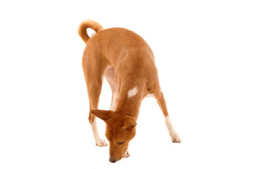 red dog searching for a treat