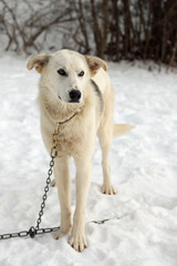 Chien de traîneau